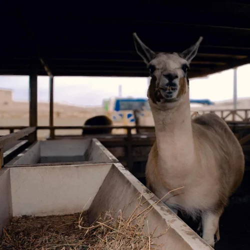 Llama