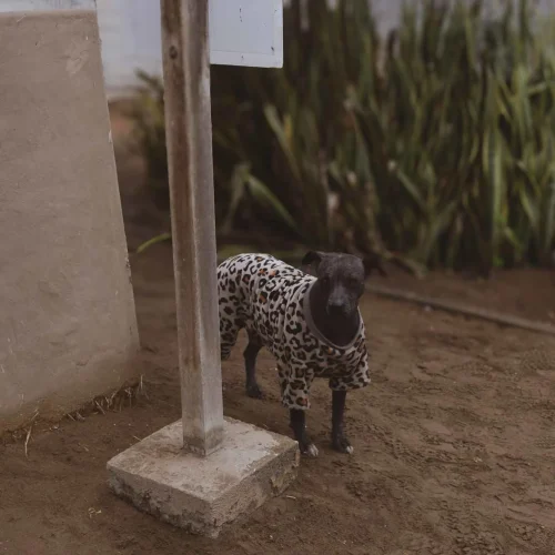 Perro peruano